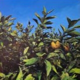 Antonio Chaurand Pichardo